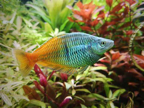 raunbow fish